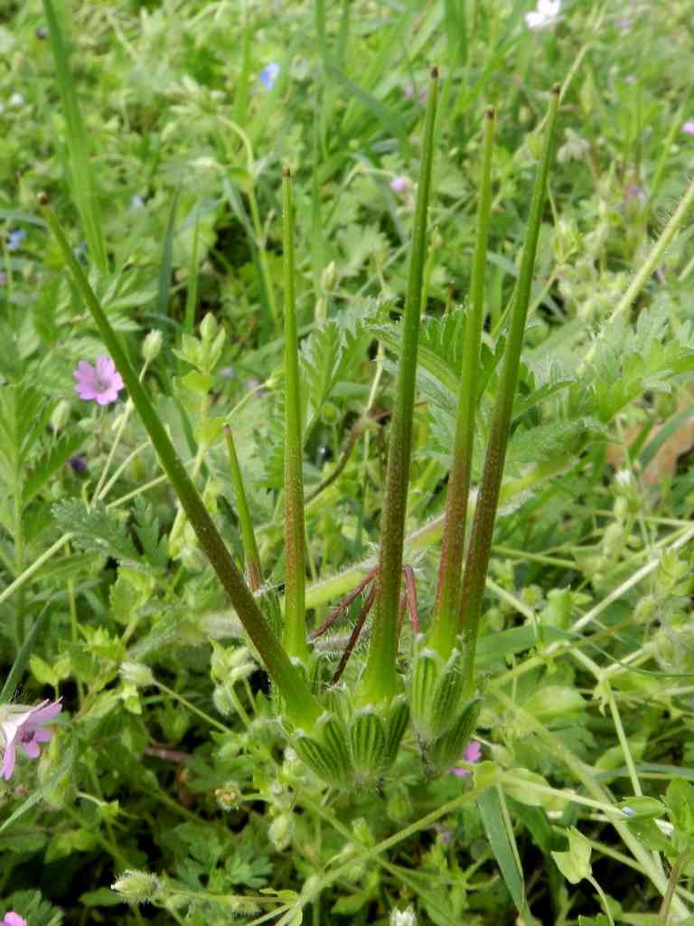 Erodium sp.